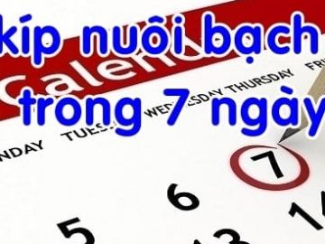 Nuôi bạch thủ trong khung 7 ngày bí quyết chơi không nên bỏ qua